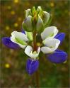 sm 383 Varied Lupine